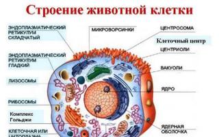 Клетъчни органели: тяхната структура и функции